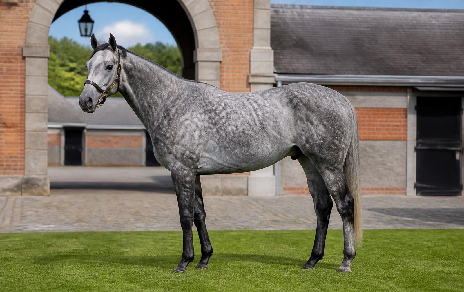 Silver Sovereign, Grey Gelding · 6YO
